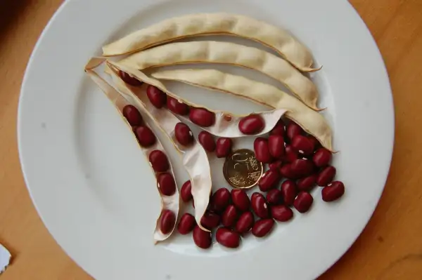 Bohnen: Akta Tranboer