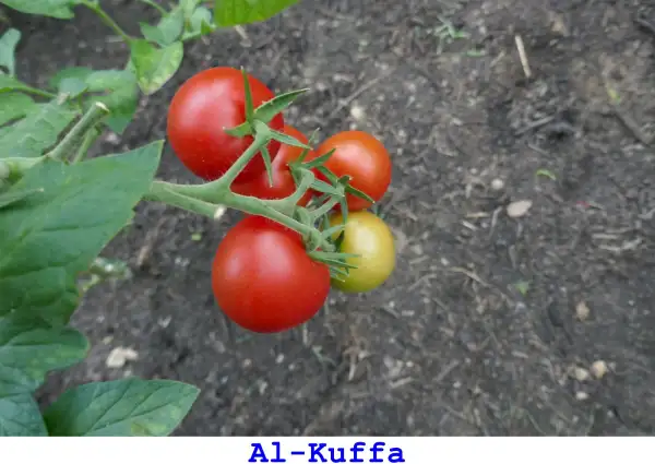 Tomaten: Al-Kuffa