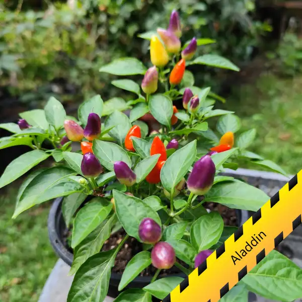 Chili: Aladdin