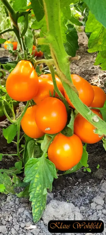 Tomaten: Aladdin