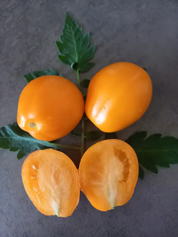 Tomaten: Aladdin`s Lamp