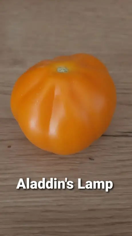 Tomaten: Aladdins Lamp