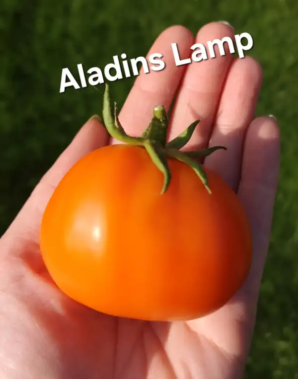 Tomaten: Aladins Lamp