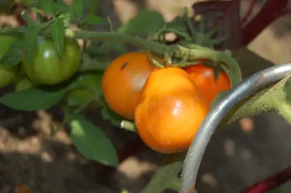 Tomaten: Aladins Lampe