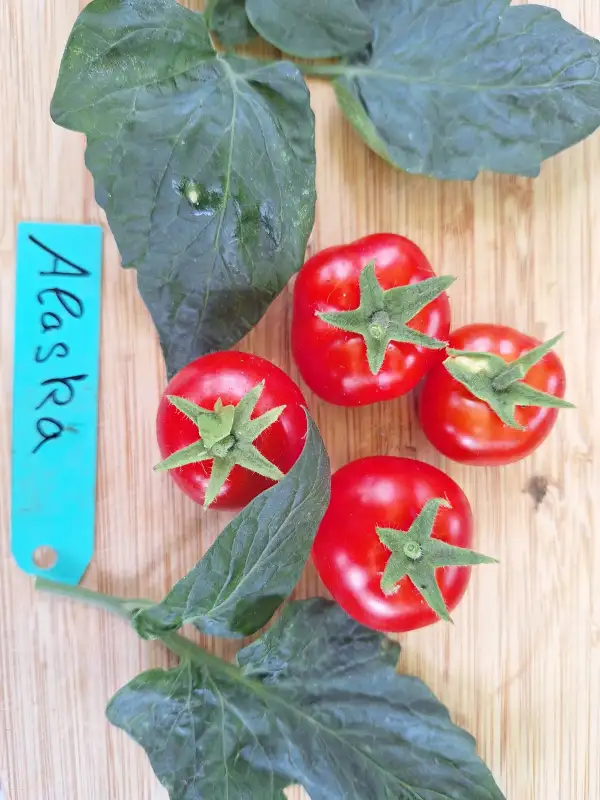 Tomaten: Alaska - 100cm hoch