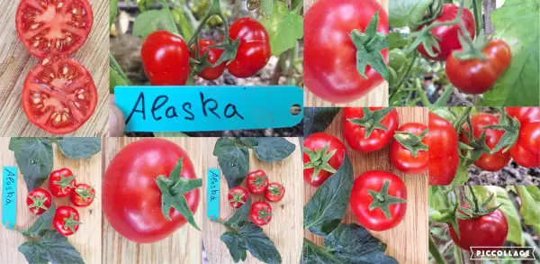 Tomaten: Alaska - 100cm hoch