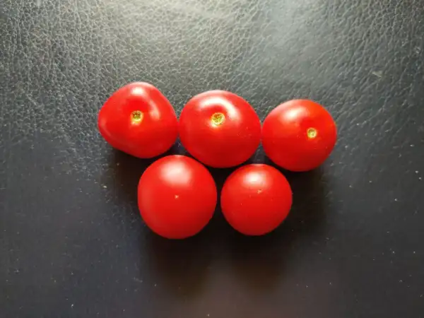 Tomaten: Alaska