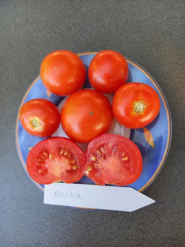 Tomaten: Alaska