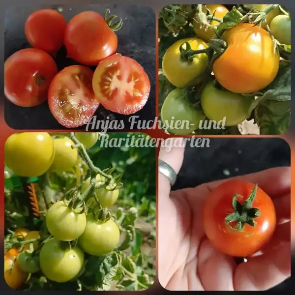 Tomaten: Alaska