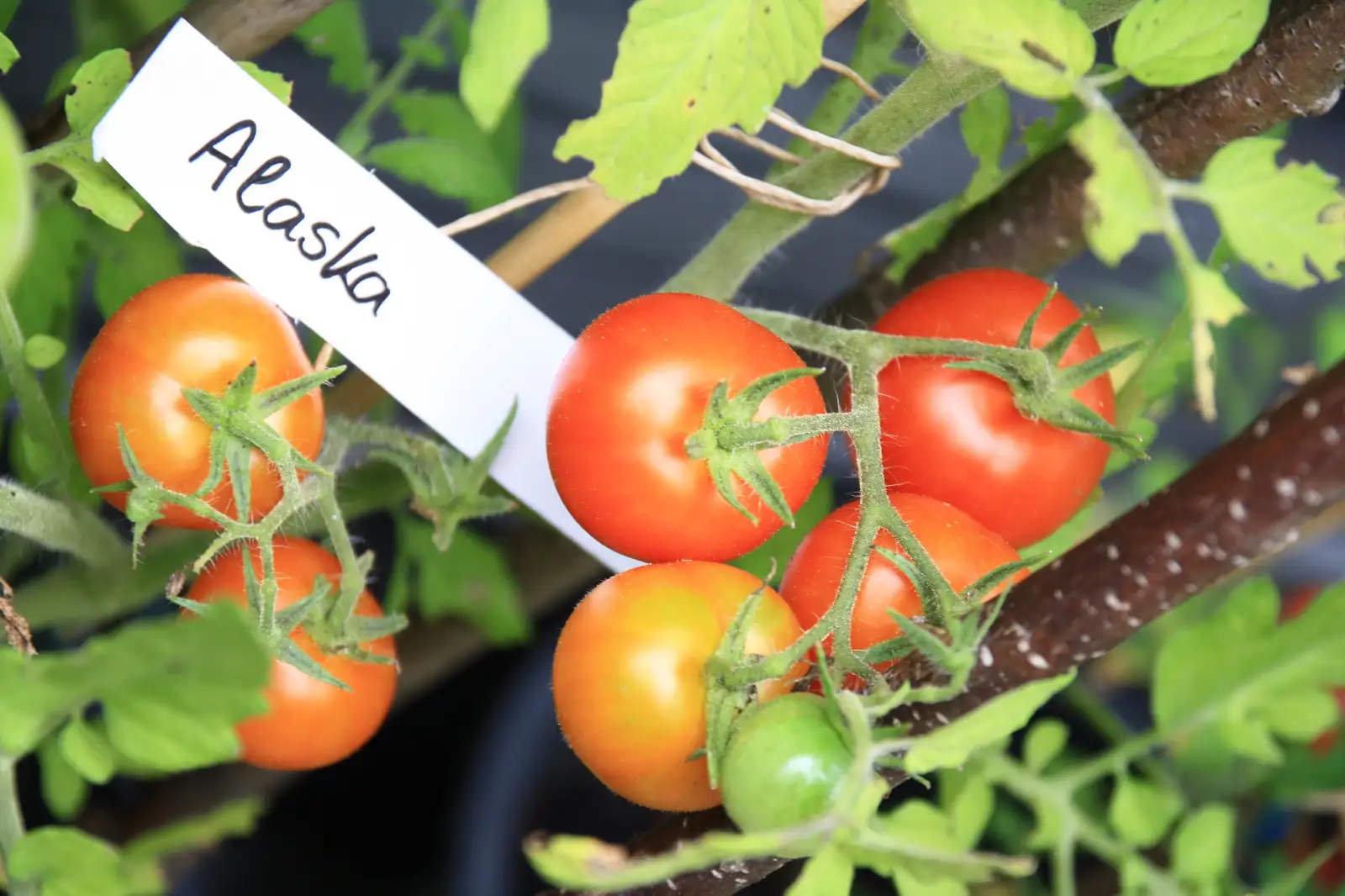 Tomaten: Alaska