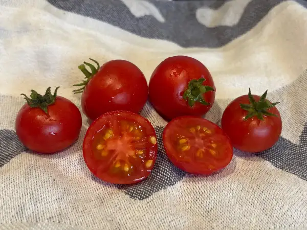 Tomaten: Alaska Busch