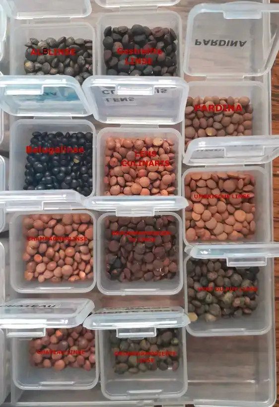 andere Gemüse: Alb Linse von der Schwäbischen Alb