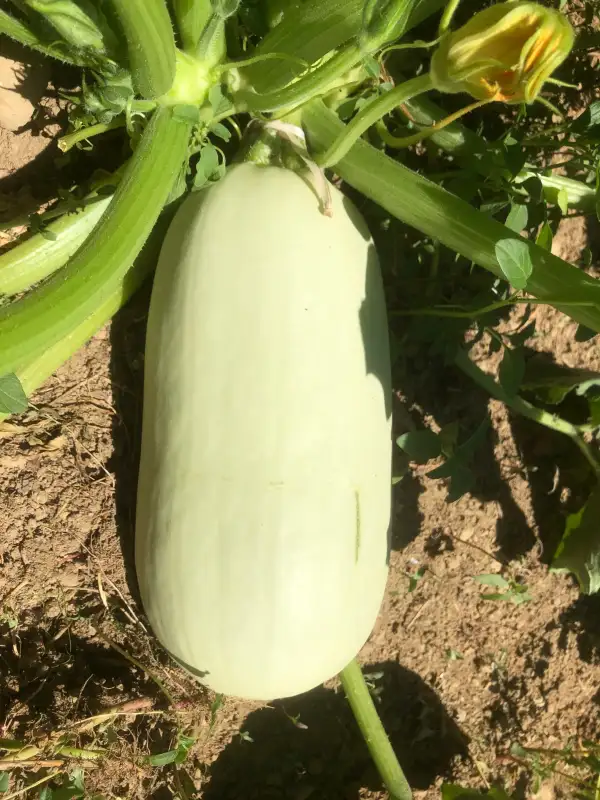 andere Gemüse: Alba zucchini