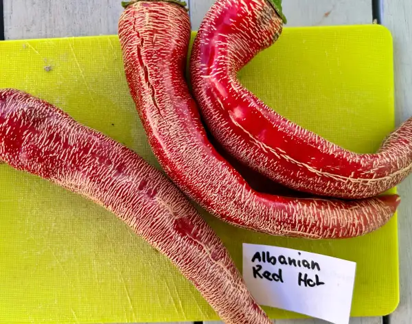 Chili: Albanian Red Hot