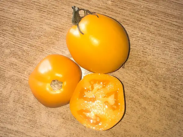 Tomaten: Albercoc
