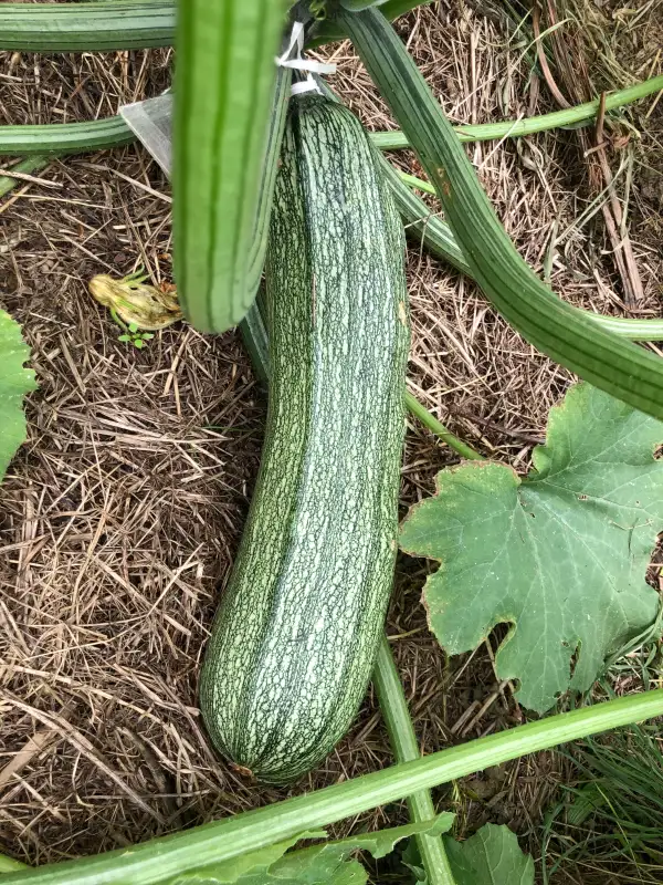 andere Gemüse: Alberello di Sarzano zucchini