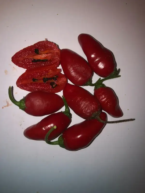 Chili / Paprika: Alberto