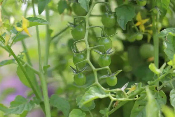 Tomaten: Alberto Shatters