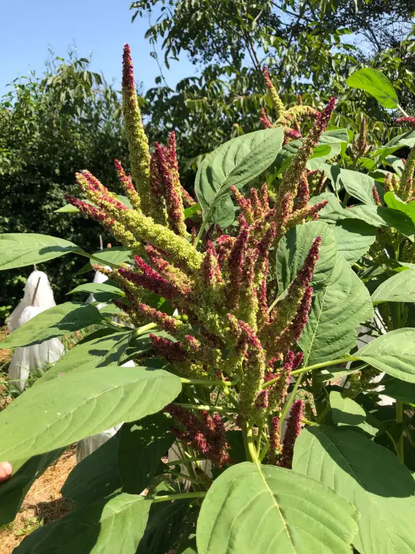 andere Gemüse: Alegria (Amaranthus cruentus)