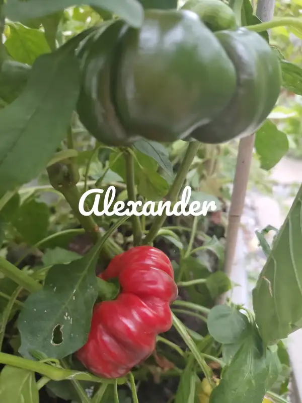 Chili / Paprika: Alexander (2024) Paprika