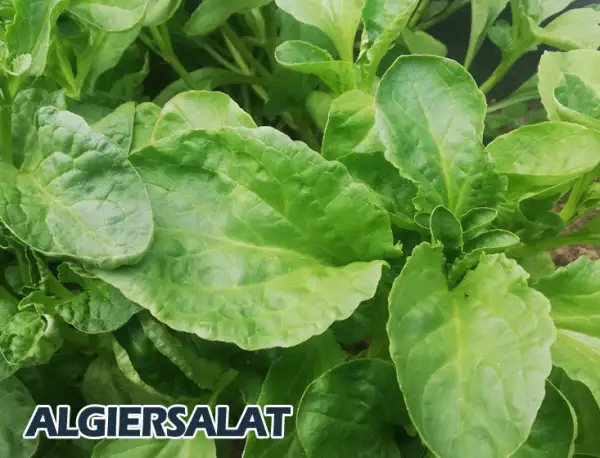 Salate: Algiersalat
