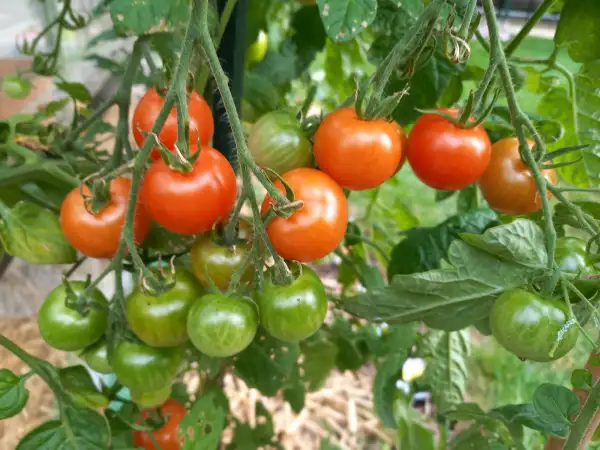 Tomaten: Alica Craig