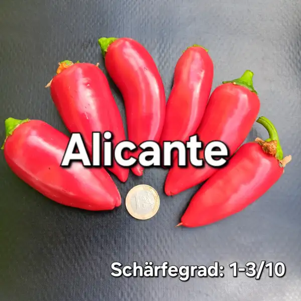 Chili: Alicante