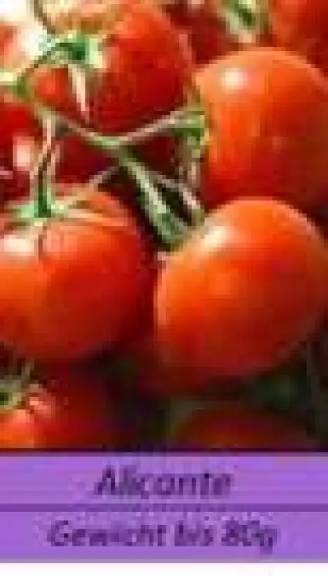 Tomaten: Alicante