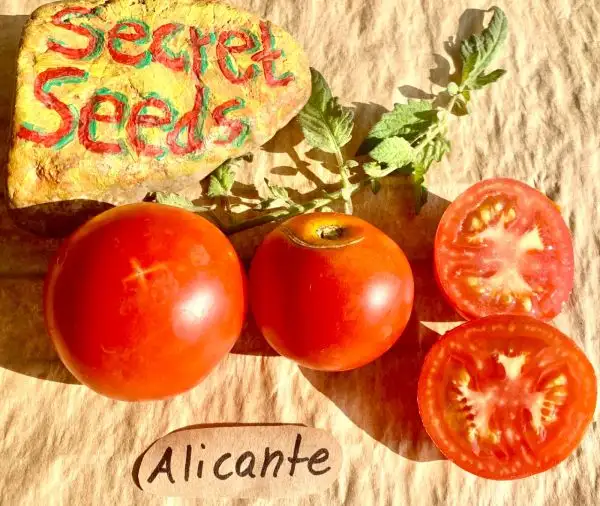 Tomaten: Alicante