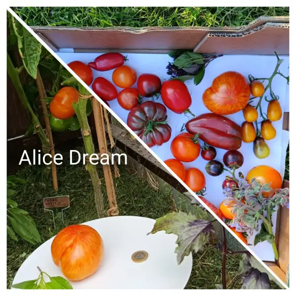 Tomaten: Alice dream