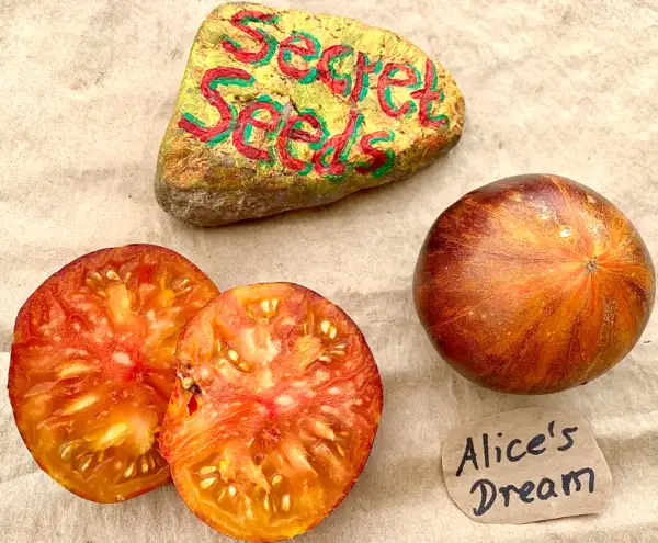 Tomaten: Alice’s Dream