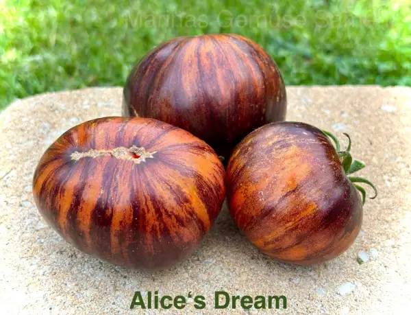 Tomaten: Alice‘s Dream