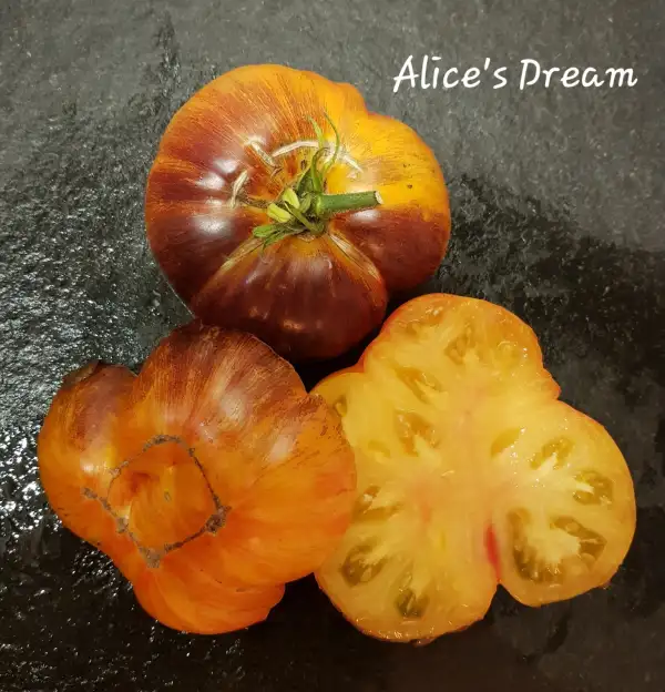 Tomaten: Alice