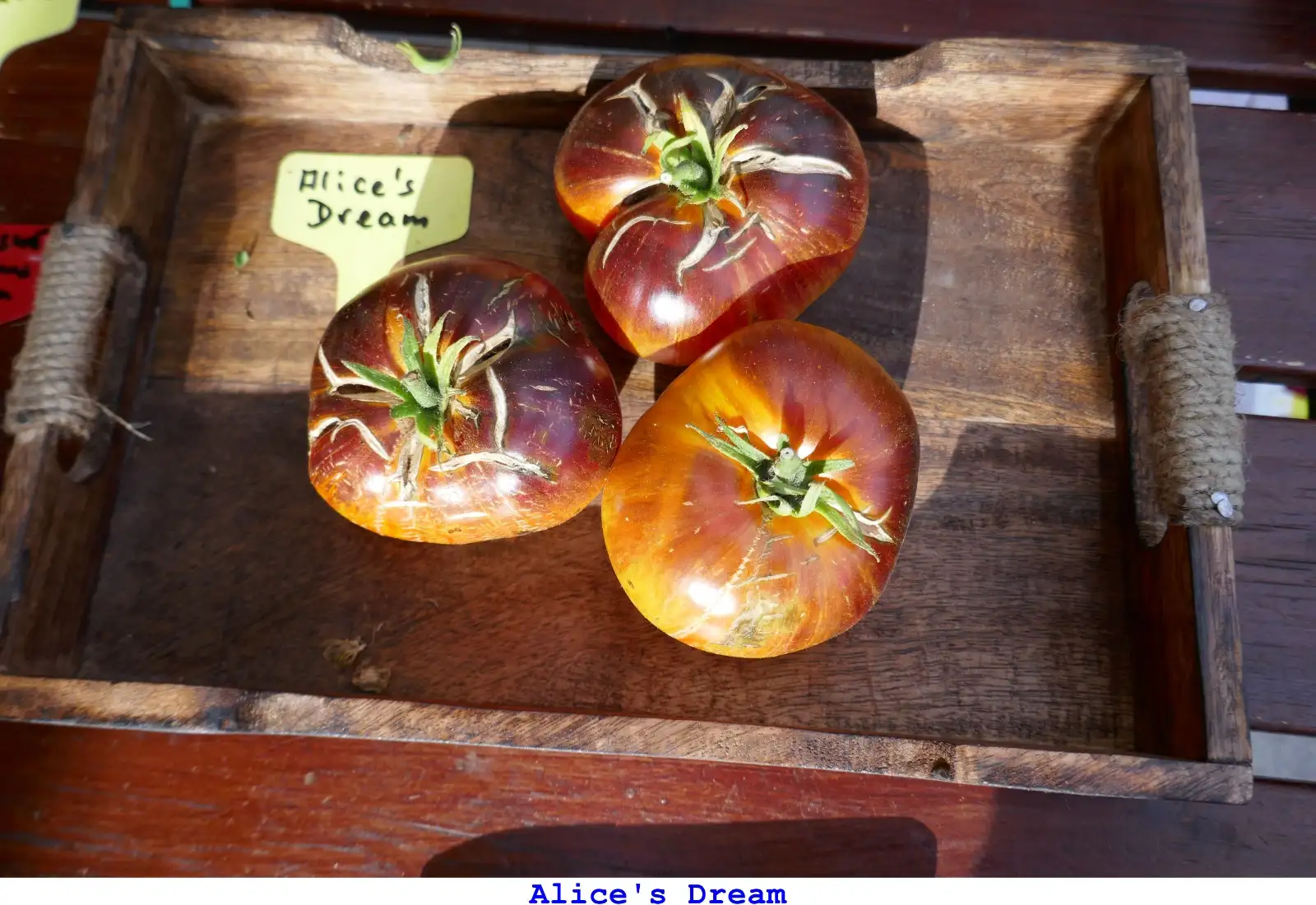 Tomaten: Alice’s Dream