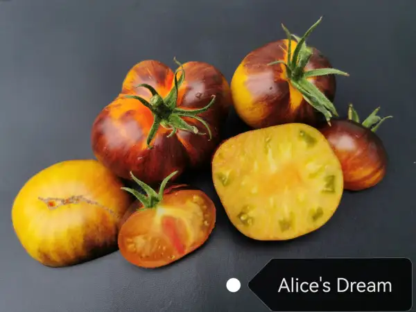 Tomaten: Alice‘s Dream