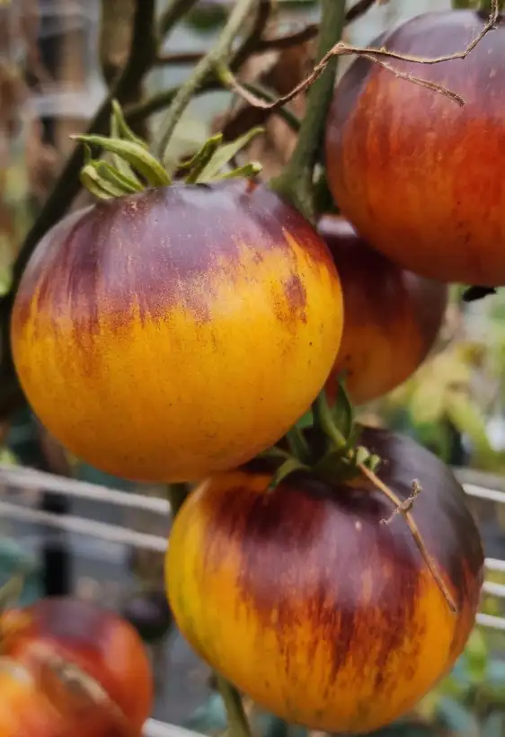 Tomaten: Alice