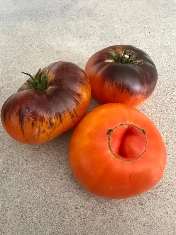 Tomaten: Alice‘s Dream