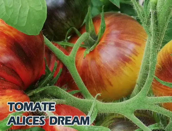 Tomaten: Alice"s Dream