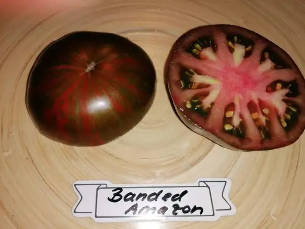 Tomaten: Alices Dream