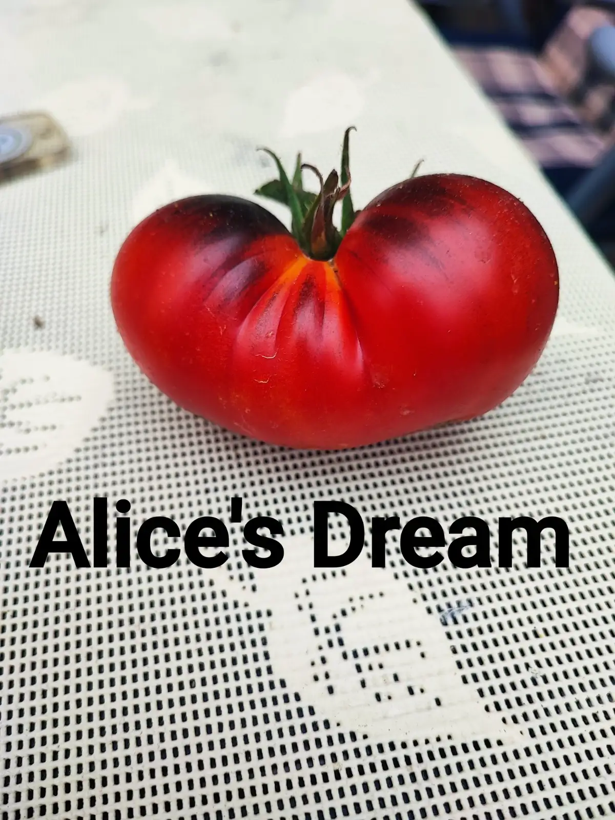 Tomaten: Alices Dream
