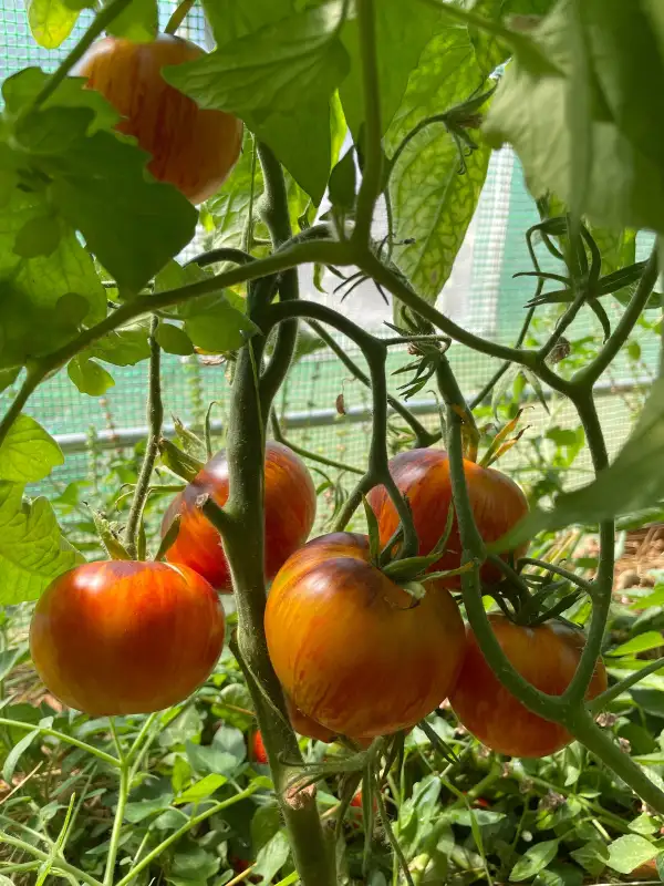 Tomaten: Alices Dream