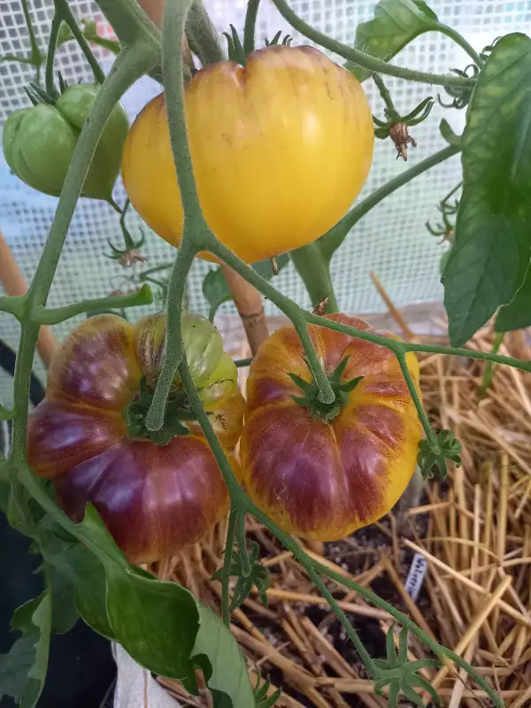 Tomaten: Alices Dream