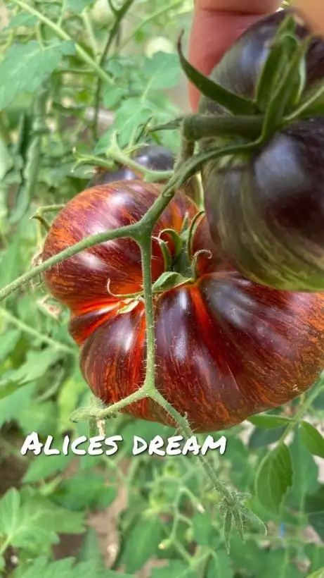 Tomaten: Alices Dream