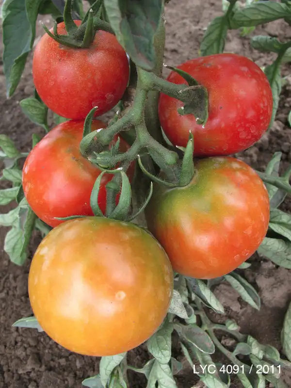 Tomaten: Aliedan rot