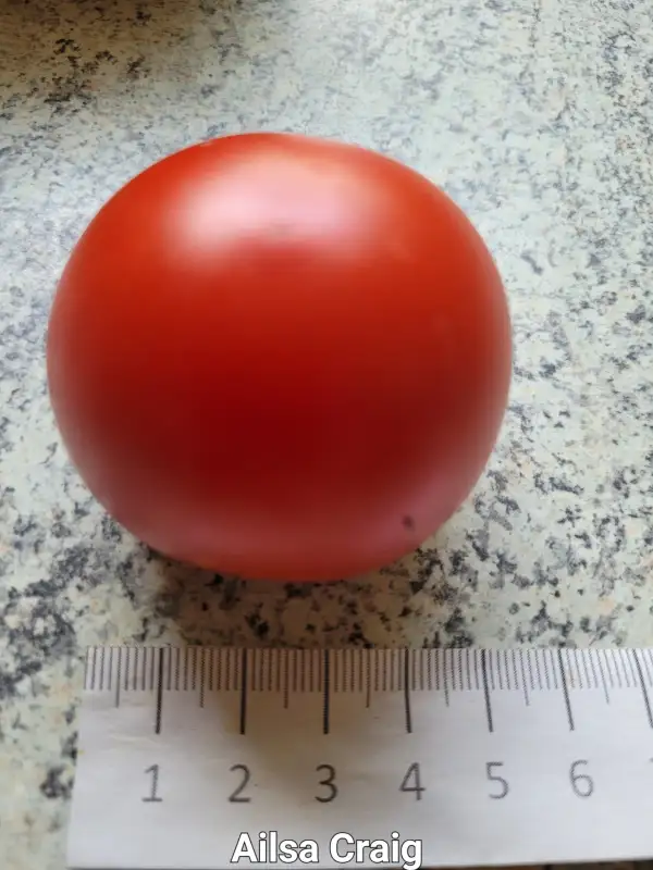 Tomaten: Alisa Craig