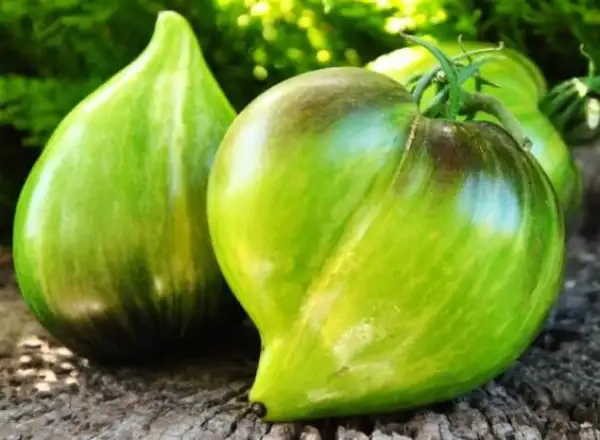 Tomaten: Aliska