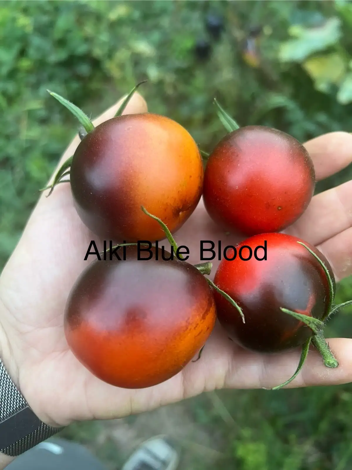 Tomaten: Alki blue blood