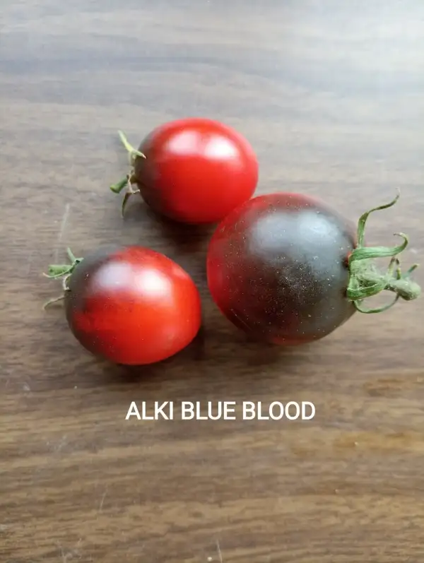 Tomaten: Alki blue blood