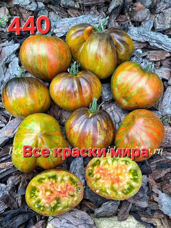Tomaten: All the colors of the world