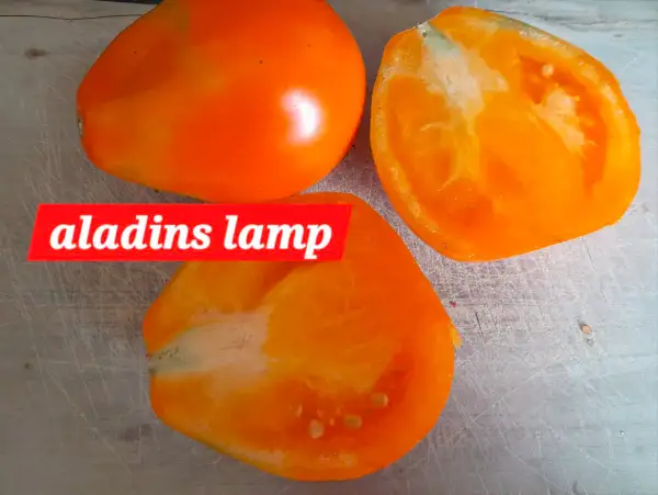 Tomaten: Alladins Lamp